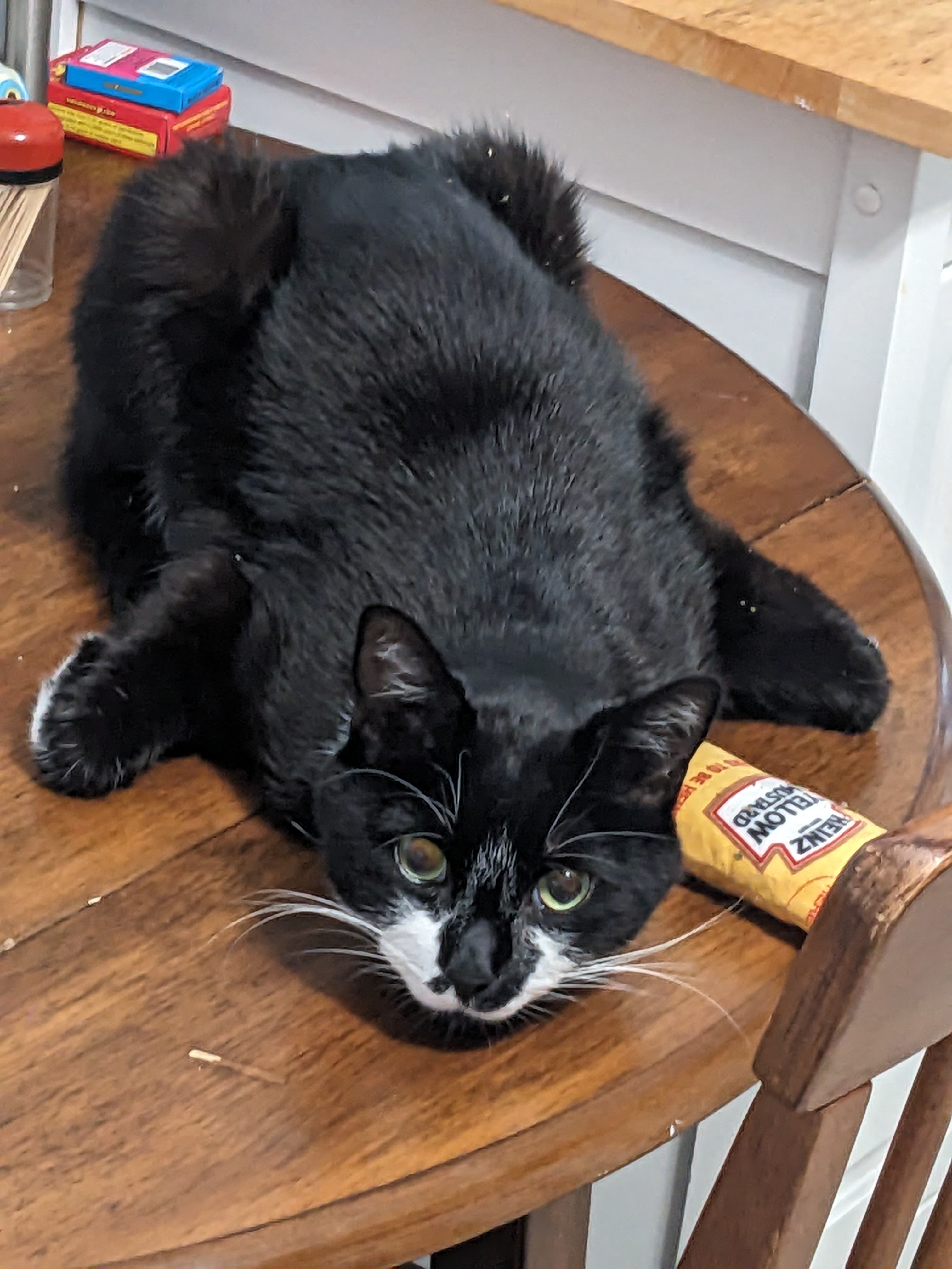 Our black and white cat relaxing on a chair