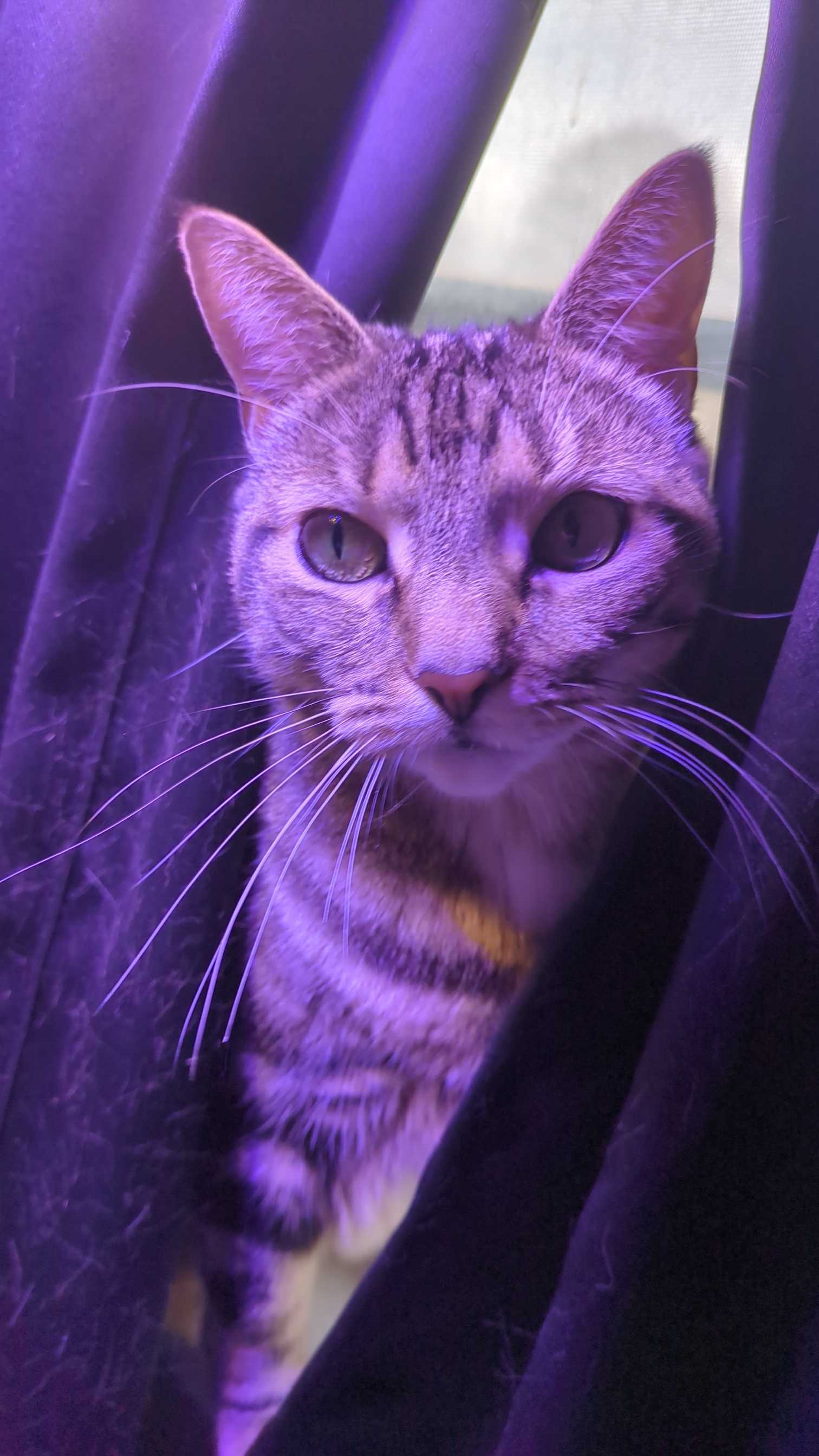 Another photo of our cats